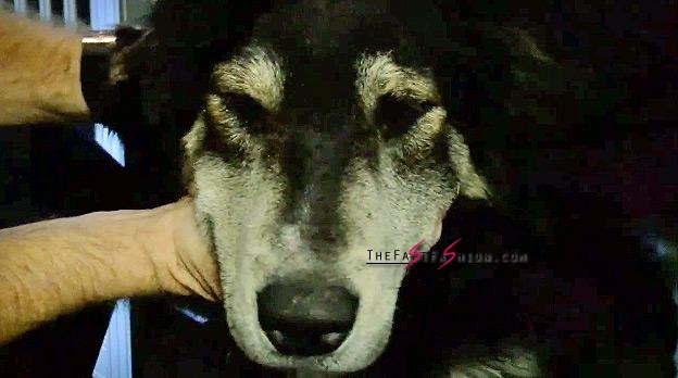 Loyal Senior Dog Refuses to Leave Dead Friend’s Side Until They’re Both ...